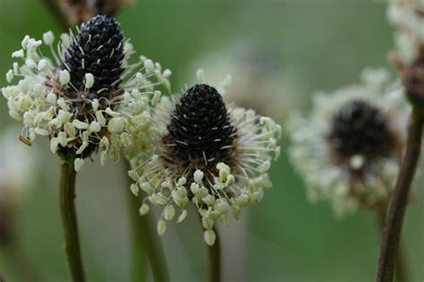 Buckhorn Plantain: Benefits and Uses - Utopia