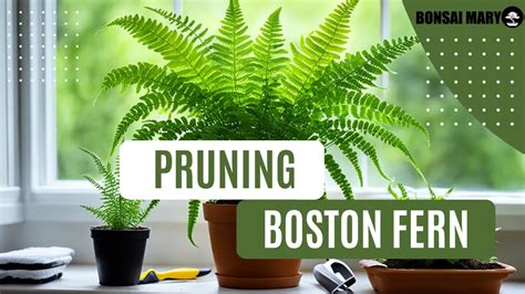 Boston Fern Pruning Techniques Guide