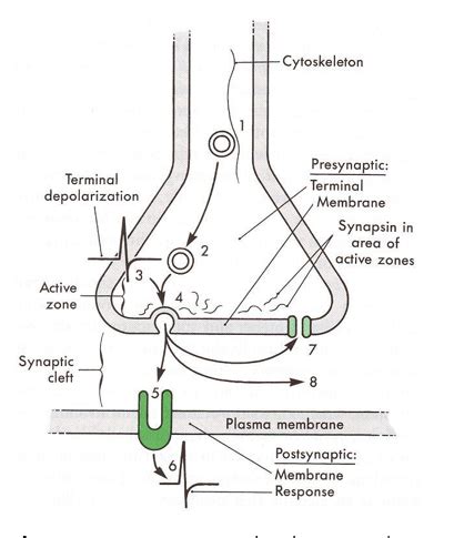 Lecture Dsa Cns Neurotransmitter Systems Flashcards Quizlet