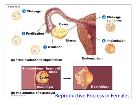 Human Bio Development Flashcards Quizlet