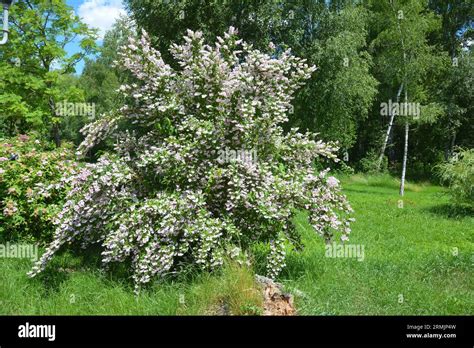 Deutzia Scabra Codsall Pink Fotos Und Bildmaterial In Hoher Aufl Sung