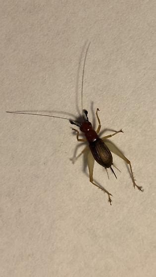 Red Headed Bush Cricket Phyllopalpus Pulchellus Bugguidenet