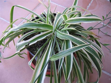 Saiba Como Cuidar Da Planta Clorofito Chlorophytum Comosum