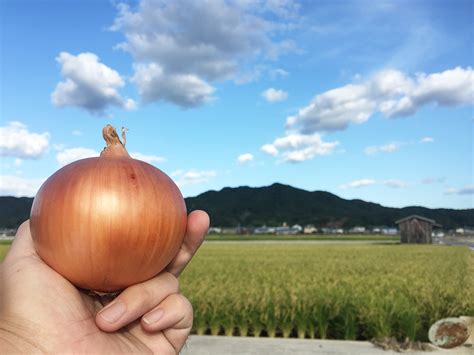 淡路島玉ねぎの一番美味しい季節とは？ 日本が誇る淡路島の玉ねぎブログ