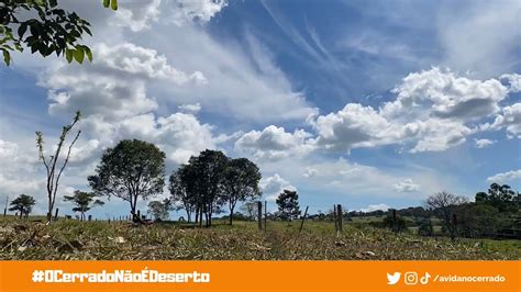 A Vida No Cerrado On Twitter Como A Vida Na Savana Mais Biodiversa