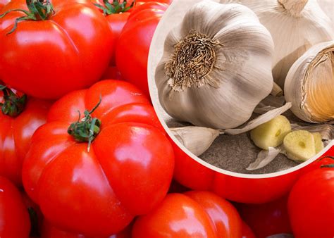 Jak naturalnie zwalczać choroby i szkodniki pomidorów Zielony Ogródek