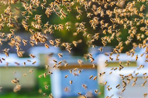 Honeybee Colony Swarm Control And Management Beekeepclub