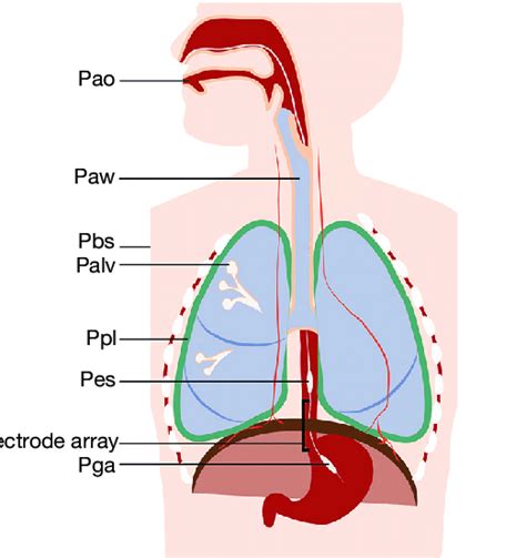 Respiratory System Model With Balloons