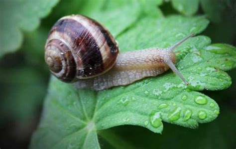 Do Snails Bite? | Miche Pest Control