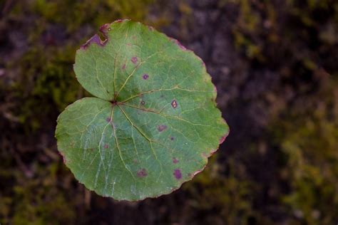 galax plant information   grow galax plants   garden