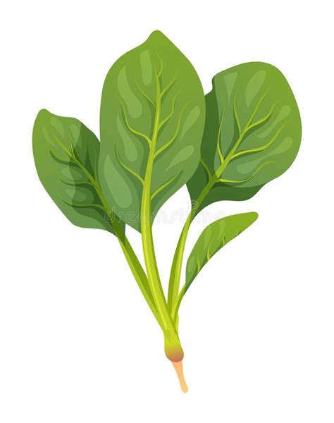 Spinach Vector Illustration Fresh Vegetable Stock Vector