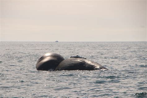 Humpback Whale Tongue