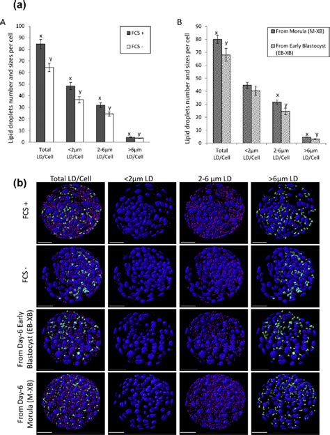 A Lipid Droplets Number And Sizes Per Cell Counted In Fresh Expanded