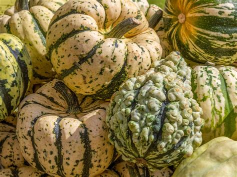 Lumpy Squash Plants Reasons For Bumpy Squash On Plants