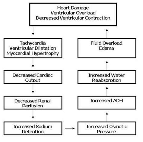 Congestive Heart Failure (CHF) Nursing Care Plan & Management