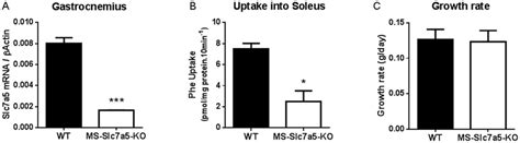 Slc7a5 Gene Expression And Slc7a5 Transport Activity In Ms Slc7a5 Ko Download Scientific