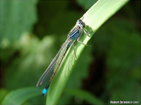 Odonata Libellulidae Species Sympetrumvulgatum