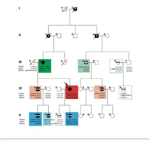 Pedigree and genotype of a five-generation family. Circles: females ...