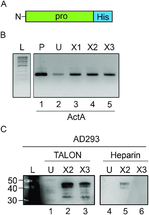 expression  binding characteristics  act     pro regions