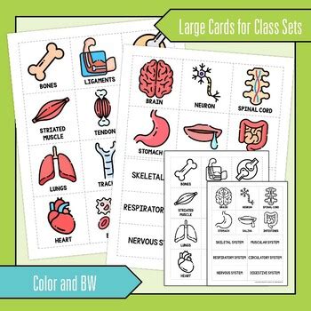 Body Systems Card Sort Activity Digital Print Science Card Sorts