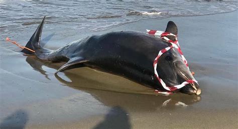 Focene Ritrovato Un Delfino Morto Sulla Spiaggia Ilfaroonline