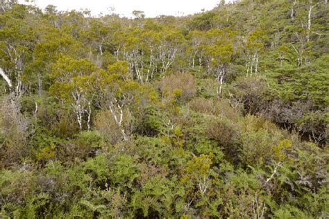 Gleichenia inclusisora. Habitat, amongst low shrubs. | Download Scientific Diagram