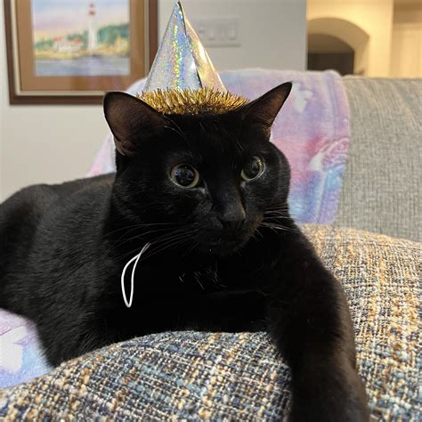 I always thought my cat leaned into forehead rubs simply because it