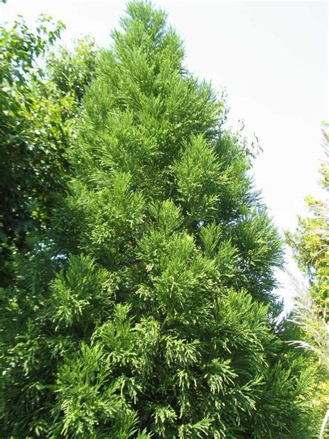 Blue Green Japanese Cedar Cryptomeria Japonica Radicans Upright Pyramidal Tree 20 To 30 Ft