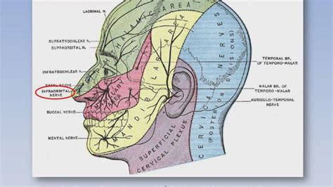 Infraorbital Nerve Anatomy