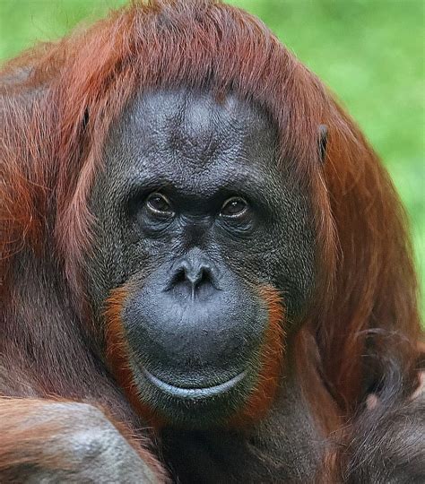 Baby Orangutan Hd Phone Wallpaper Pxfuel