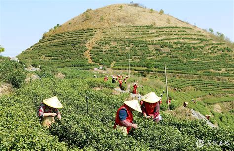 每日玉景丨玉环：海岛火山茶开采了 玉环新闻网