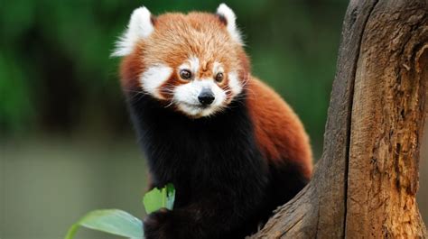 Panda Rojo El Pequeño Mamífero Del Himalaya En Peligro De Extinción