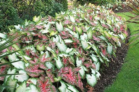 Caladiums Peacocks Of The Shade When It Comes To Adding Striking