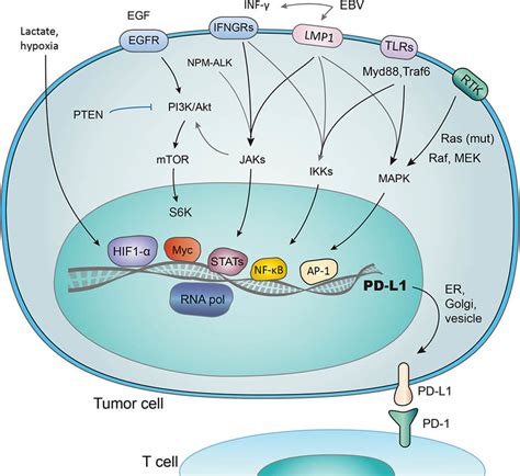 Pd 1 Signaling Pathway