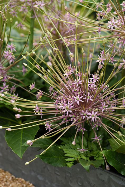 How to plant allium bulbs: expert tips for successful blooms | Gardeningetc