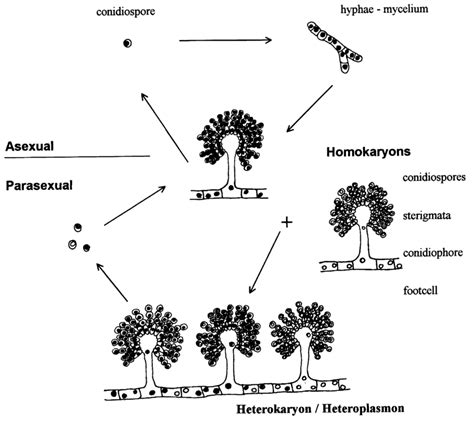 The Asexual And Parasexual Life Cycles Of A Black Aspergillus Drawing Download Scientific