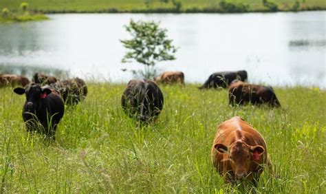 Noble Research Institute Expands Regenerative Ranching Program