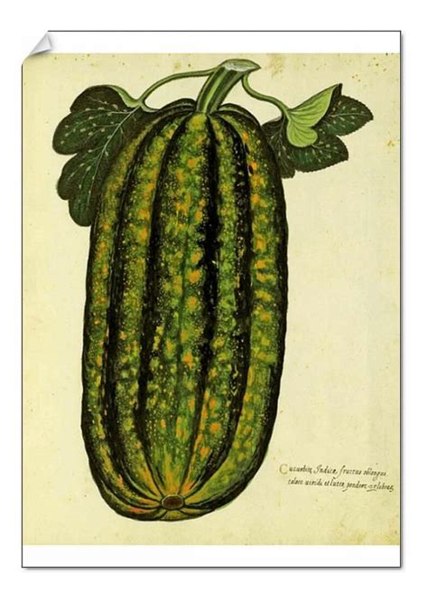 Print Of Green Oblong Squash By Ulisse Aldrovandi 1522 1605 Plate