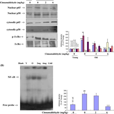 Effect Of Cinnamaldehyde On Nf Jb Activation A Western Blot Was