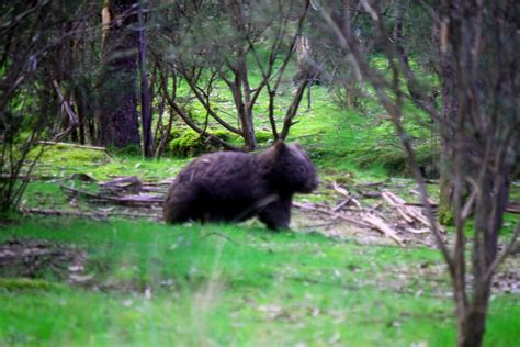 drop-bear-1 – The Toorak Tractor and a Junko