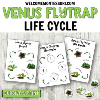 Venus Flytrap Life Cycle Diagram