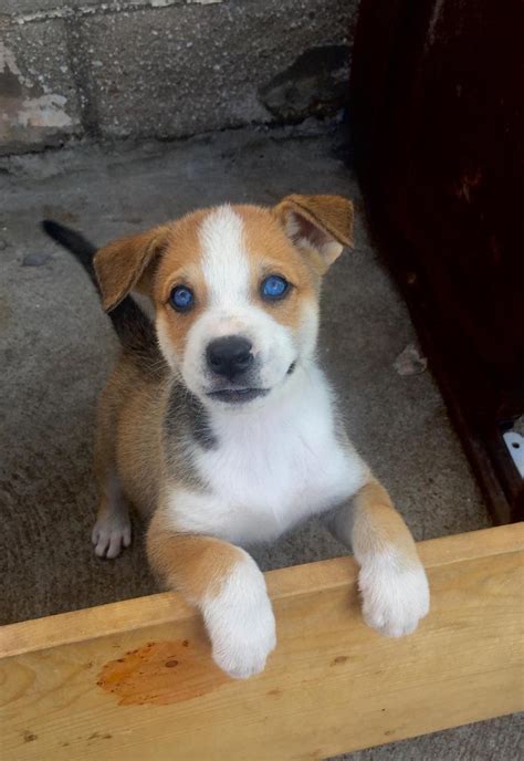 Beautiful mixed breed puppy. : r/aww