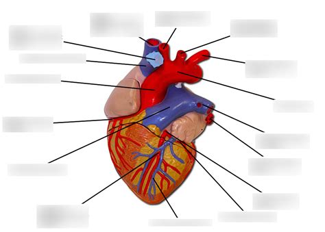 Heart Model Arteries Veins Diagram Quizlet