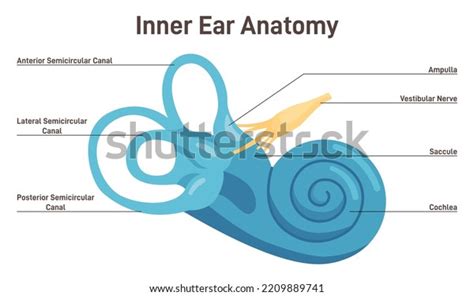 Inner Ear Anatomy Vestibular System Organ Stock Vector (Royalty Free ...