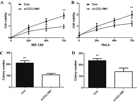 A Cck Assay Showing Knockdown Of Ccl Inhibited Cell Proliferation