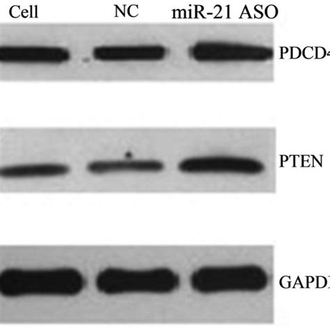 Western Blot Analysis Of Pdcd And Pten Expression In A Cells Pdcd