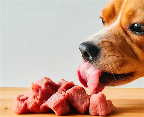 A Guide To Freezing Defrosting And Refreezing Raw Dog Food 