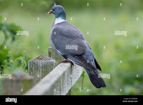 Pigeon On Fence High Resolution Stock Photography And Images Alamy