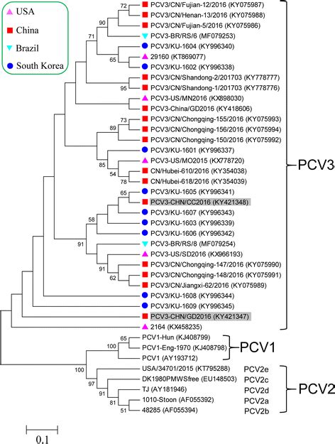 Phylogenetic Analysis Based On Complete Genome Sequences Of Pcv Pcv