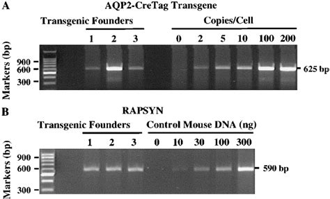 Pcr Determination Of Aqp2cretag Transgene Copy Number In 3 Founder